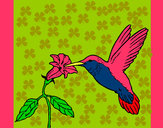 Dibujo Colibrí y una flor pintado por auroro