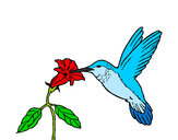 Dibujo Colibrí y una flor pintado por natalia27