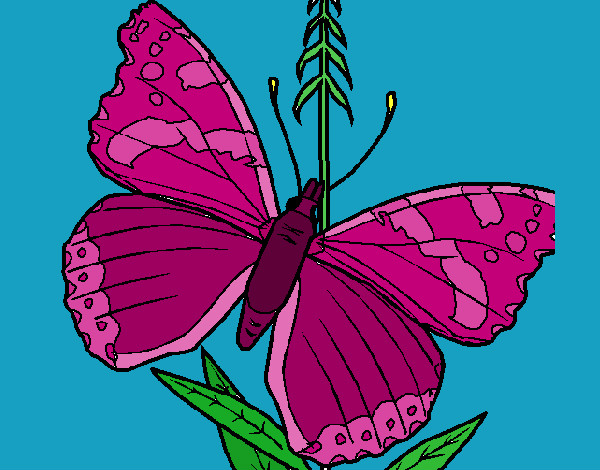 mariposa 5a