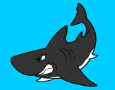 Dibujo Tiburón enfadado pintado por CARITOGG10