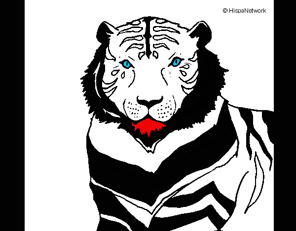 Dibujo Tigre 3 pintado por Oscar12