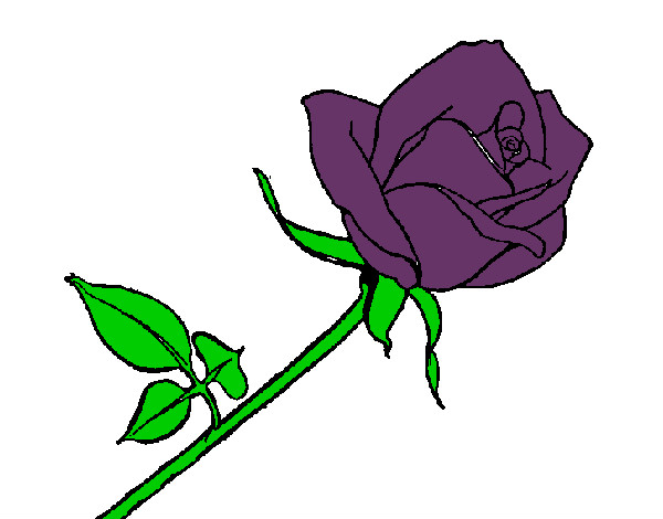 Rosa