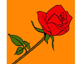Dibujo Rosa pintado por SPRING