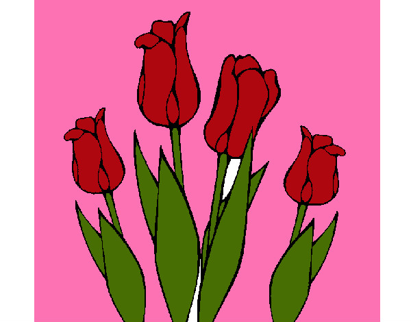 tulipanes del amor