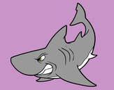 Dibujo Tiburón enfadado pintado por Kejagapu