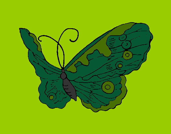 Mariposa elegante