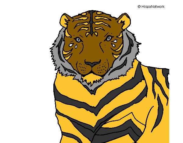 Tigre 3