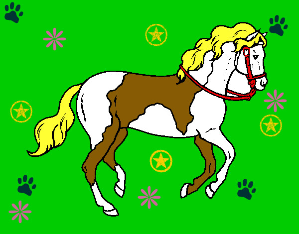 Caballo 5