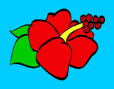 Dibujo Flor de lagunaria pintado por marialala