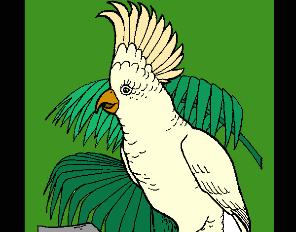 Cacatúa