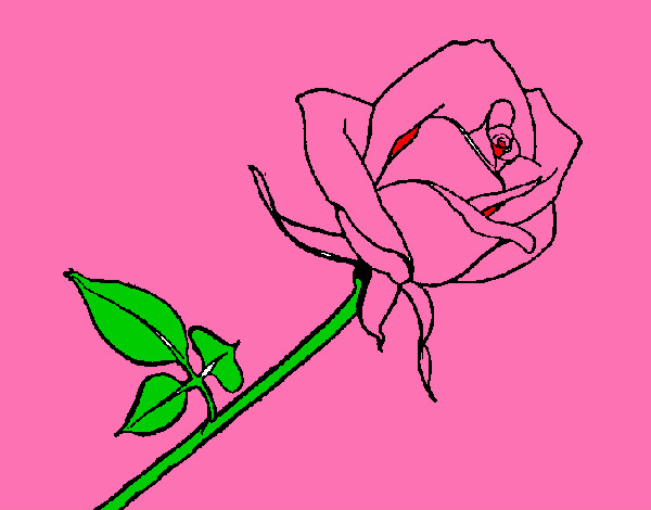 Rosa