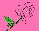 Dibujo Rosa pintado por felicidad 