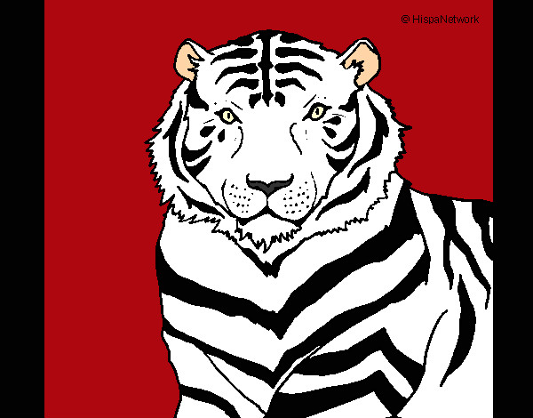 Dibujo Tigre 3 pintado por charito