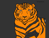 Dibujo Tigre 3 pintado por elpaspy