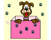 Dibujo Perro dentro de caja pintado por kiara21222