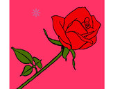 Dibujo Rosa pintado por arachely
