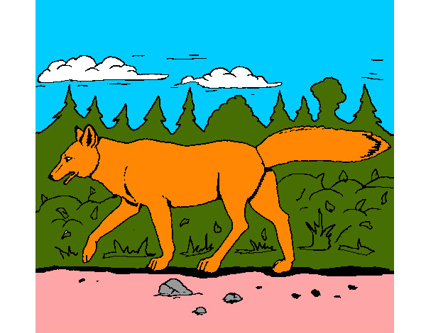 Dibujo Coyote pintado por AndresO