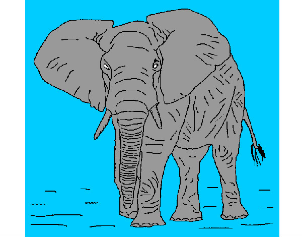 Dibujo Elefante 1 pintado por AndresO
