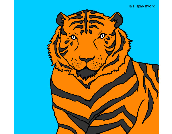 Dibujos De Tigres Para Colorear Dibujosnet