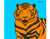 Dibujo Tigre 3 pintado por AndresO