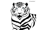 Dibujo Tigre 3 pintado por ozfiore