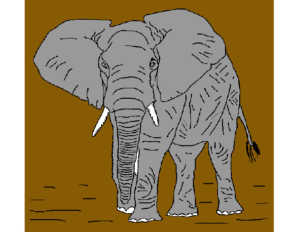 Elefante 1