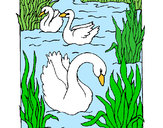 Dibujo Cisnes pintado por Helen01