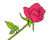 Dibujo Rosa pintado por Altair-A