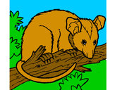 Dibujo Ardilla possum pintado por cucy
