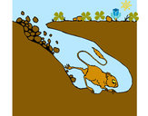 Dibujo Canguro rata pintado por gadiel13