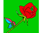 Dibujo Rosa pintado por ramiroc489