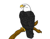 Dibujo Águila en una rama pintado por 963bel