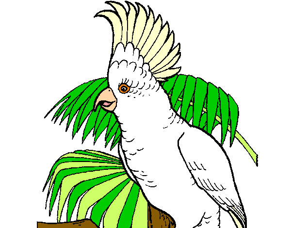 Cacatúa