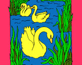 Dibujo Cisnes pintado por ini2003