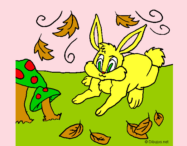 Conejo 3