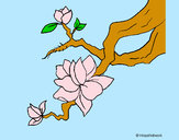 Dibujo Flor de almendro pintado por Phira