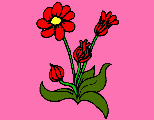Flores 2