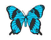 Dibujo Mariposa silvestre pintado por nahir2002