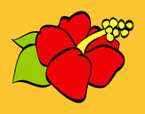 Dibujo Flor de lagunaria pintado por leslycf90