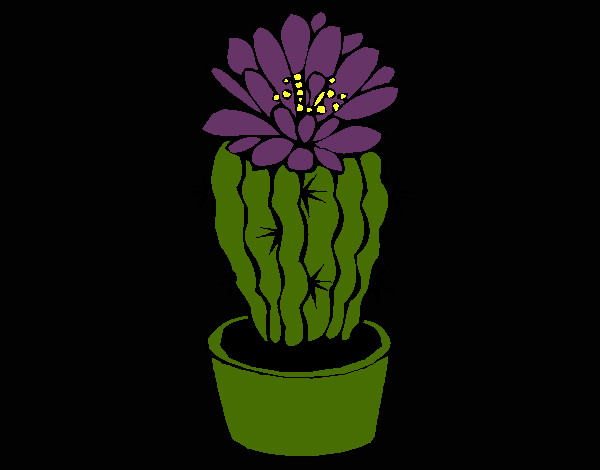 Cactus con flor