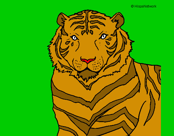 Tigre 3