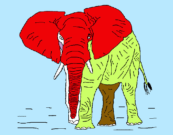 Elefante 1