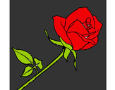 Dibujo Rosa pintado por verrito