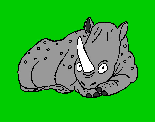 Rinoceronte 1
