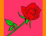 Dibujo Rosa pintado por sofiangy