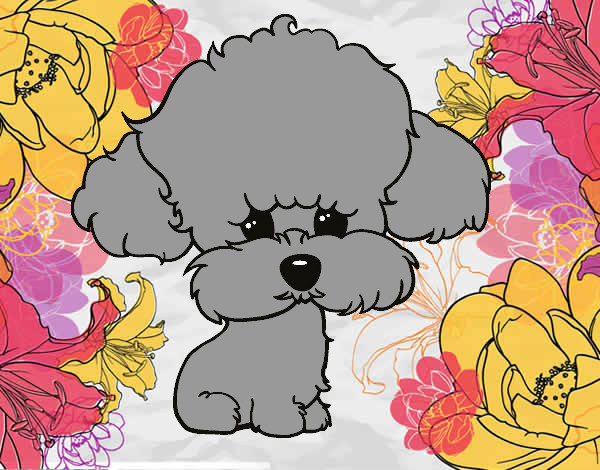 Cachorro de poodle