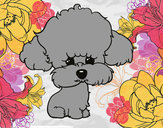 Dibujo Cachorro de poodle pintado por cnavarrete