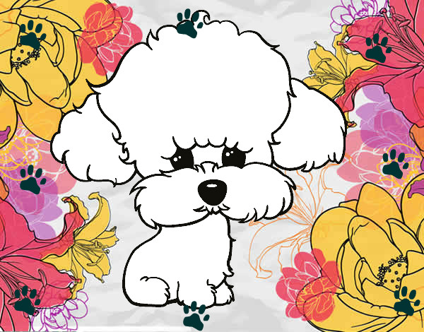Dibujo Cachorro de poodle pintado por Tododa