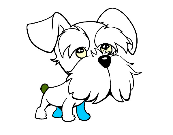 Schnauzer