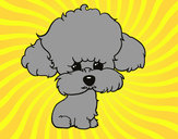 Dibujo Cachorro de poodle pintado por da12306